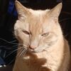 katthecat884